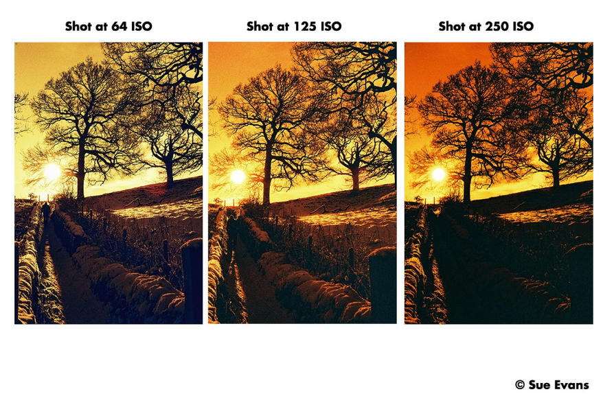 Film couleur Harman RED iso 125 (35mm, 36 poses)